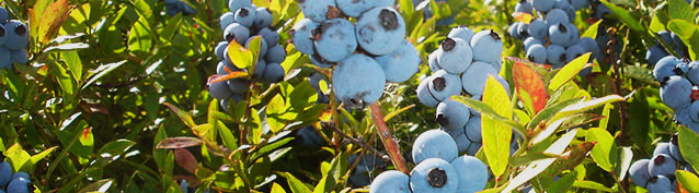 le bleuet